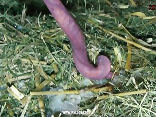 Animal Porn Woman